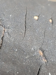 Graphostroma platystomum