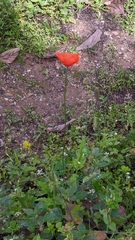 Papaver pinnatifidum