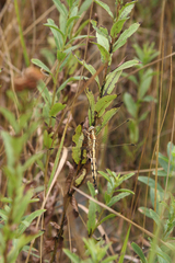 Orthetrum albistylum