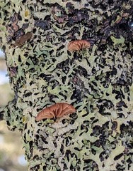 Resupinatus striatulus