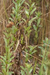 Orthetrum albistylum