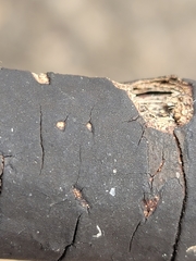 Graphostroma platystomum