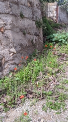 Papaver pinnatifidum