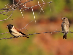 Black-Headed Canary photo 2