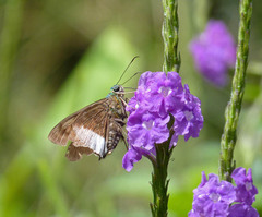 Telegonus alardus latia