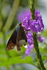 Telegonus alardus latia