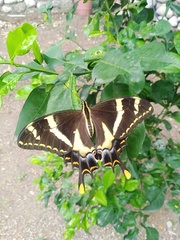 Heraclides machaonides