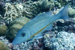 Lethrinus obsoletus