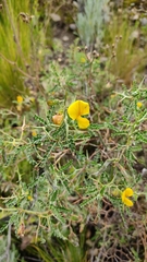 Adesmia miraflorensis