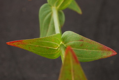 Hypericum gymnanthum