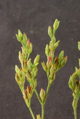 Hypericum gymnanthum