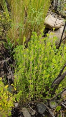 Baccharis linearifolia