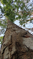 Paramachaerium gruberi