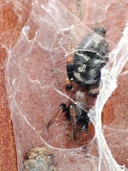 Poecilochroa variana