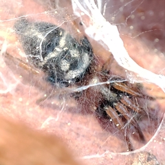 Poecilochroa variana