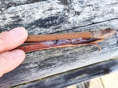 Poecilochroa variana