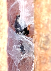 Poecilochroa variana