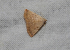 Eublemma gayneri