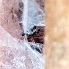 Poecilochroa variana