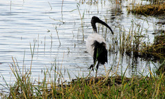 Threskiornis aethiopicus