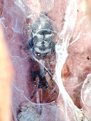 Poecilochroa variana