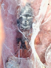 Poecilochroa variana