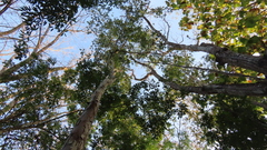 Paramachaerium gruberi