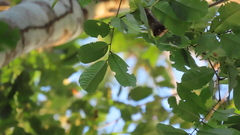 Paramachaerium gruberi