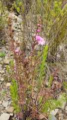 Agalinis lanceolata