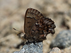 Callophrys lanoraieensis