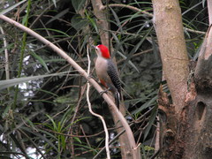 Melanerpes aurifrons