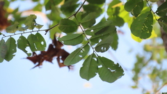 Paramachaerium gruberi