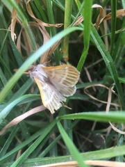 Hemileuca rubridorsa