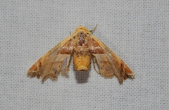 Eutelia callichroma