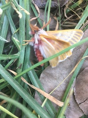 Hemileuca rubridorsa