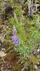 Lupinus altimontanus