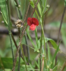 Lathyrus cicera