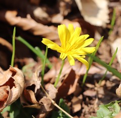 Aposeris foetida