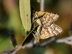 Epelis truncataria