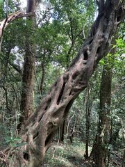 Ficus craterostoma