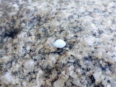 Echinolittorina modesta