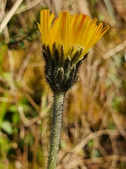 Pilosella hypeurya