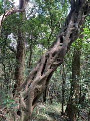 Ficus craterostoma