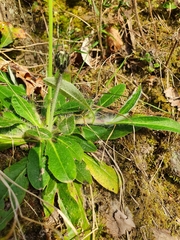Pilosella hypeurya