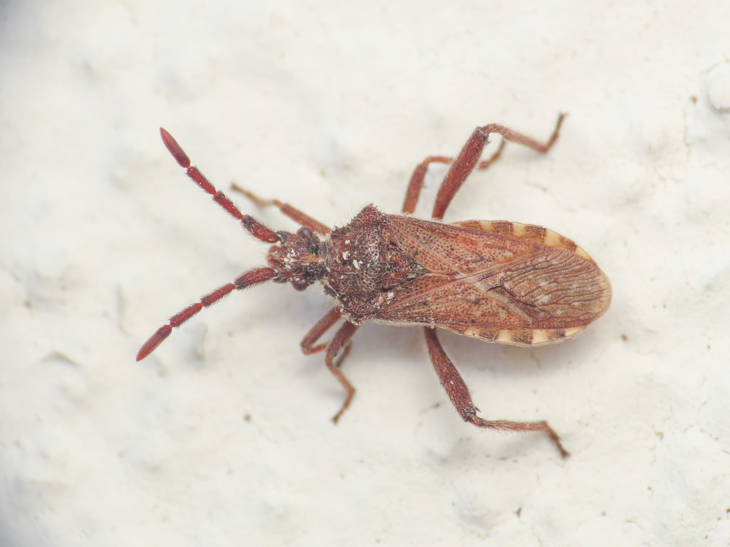 Loxocnemis dentator