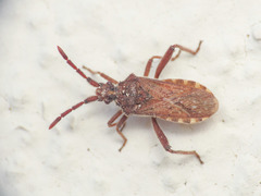 Loxocnemis dentator