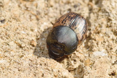 Onthophagus medius