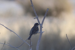 Passer domesticus
