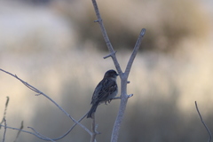 Passer domesticus