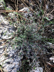 Euphorbia deltoidea image
